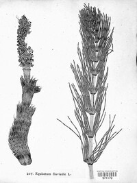 Equisetum fluviatile image